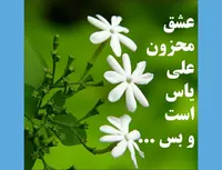 یاس سفید