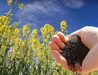 دانه های روغنی!